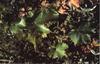 Bach Vinranke (Vine)